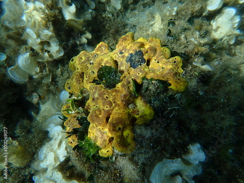 Yellow tube sponge or Aureate sponge (Aplysina aerophoba) undersea, Aegean Sea, Greece, Skiathos island, Vasilias beach photo