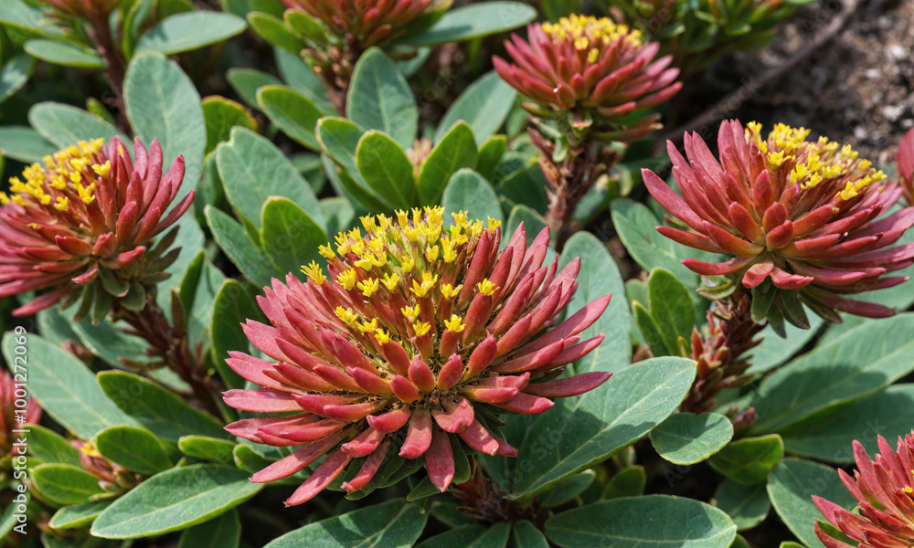 A close-up of red and yellow flowers blooming in a garden A close-up of red and yellow flowers blooming in a garden