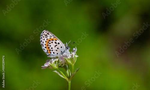 a wonderful little butterfly with black dots,Checkered Blue, Scolitantides orion