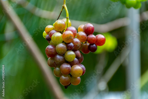 Grapes