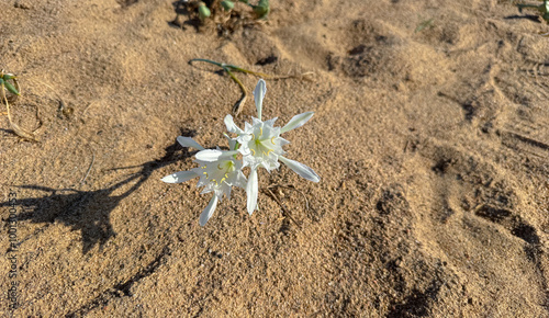 Pancratium maritimum flower in the Capo Pecora nature reserve in Sardinia photo