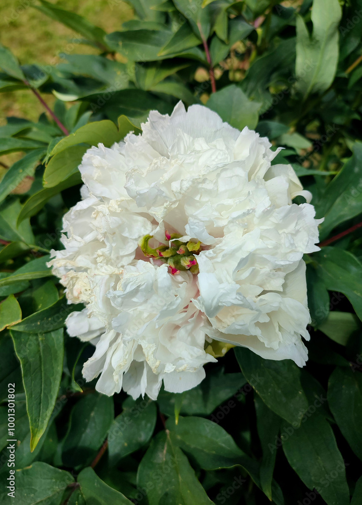 Tree peony flower. Large beautiful white tree peony flower. Flower with bright white inflorescence petals and green leaves close-up. Selection and breeding. Cultivated varietal flower. Paeonia. Nature Tree peony flower. Large beautiful white tree peony flower. Flower with bright white inflorescence petals and green leaves close-up. Selection and breeding. Cultivated varietal flower. Paeonia. Nature