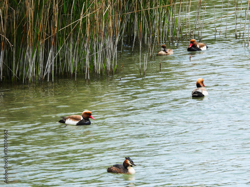 jolis canards du lac Léman photo