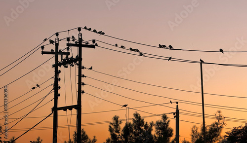 power lines at sunset