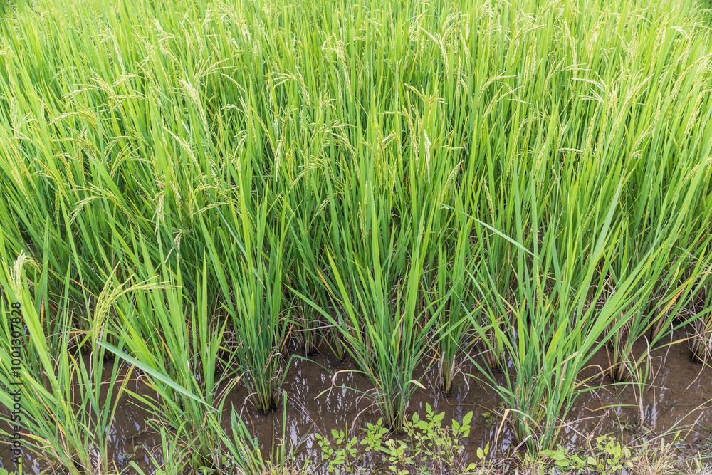 Fototapeta premium Methane emission from rice farming from traditional flooded-field.