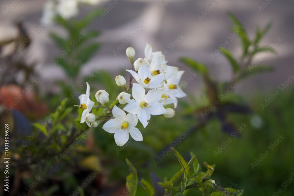 Schöne Blume Schöne Blume