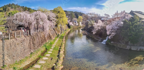 Cherry blossom in spring under clear blue sky in Takayama, Japan photo