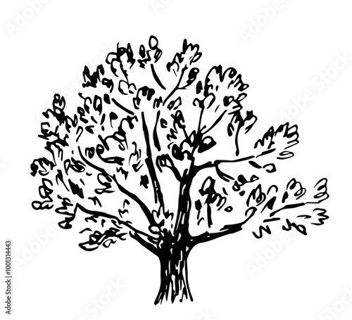 Hand drawn vector sketch with black outline. Large deciduous tree, lush foliage, oak. Forest, nature and landscape.