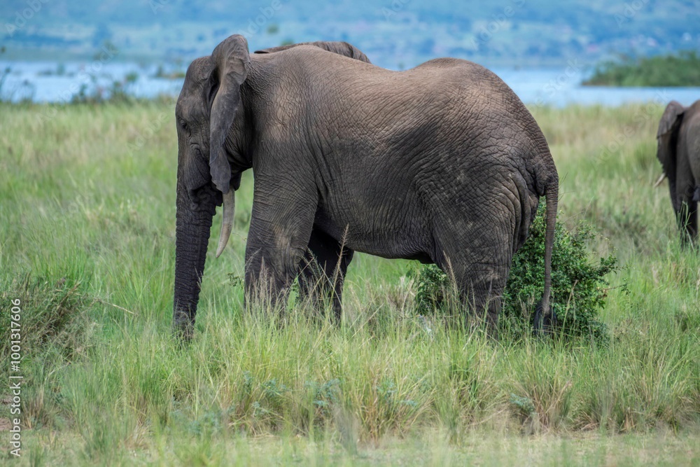 Fototapeta premium African Elephant in bushland at Murchison falls National park in Uganda along the white nile river
