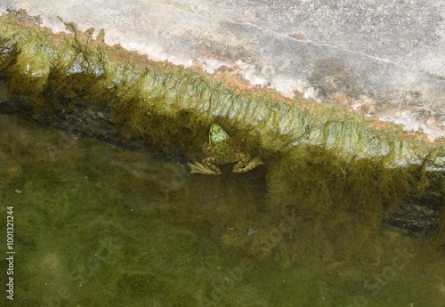 Grenouille verte (Pelophylax) sur le bord d'un bassin colonisé par des algues photo