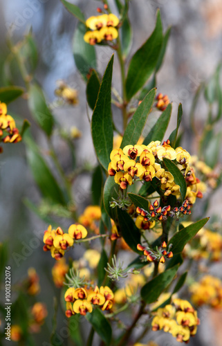 Yellow and red flowers of Australian native Narrow Leaf Bitter Pea Daviesia corymbosa, family Fabaceae, subfamily Faboideae, growing in Sydney sandstone heathland, woodland and sclerophyll forest photo