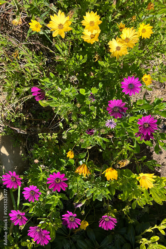 Obraz premium Bright and colorful daisy spring flowers