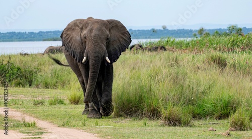 African Elephant in bushland at Murchison falls National park in Uganda along the white nile river