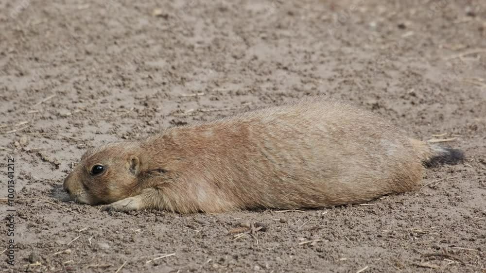 Close-up view of prairie dog on ground, 4k Close-up view of prairie dog on ground, 4k