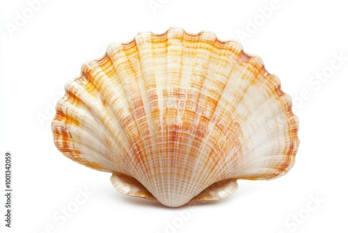 A beautiful seashell with a clear pearl inside, isolated on a white background. This image represents the ocean, nature, beauty, fragility, and the value of hidden treasures.