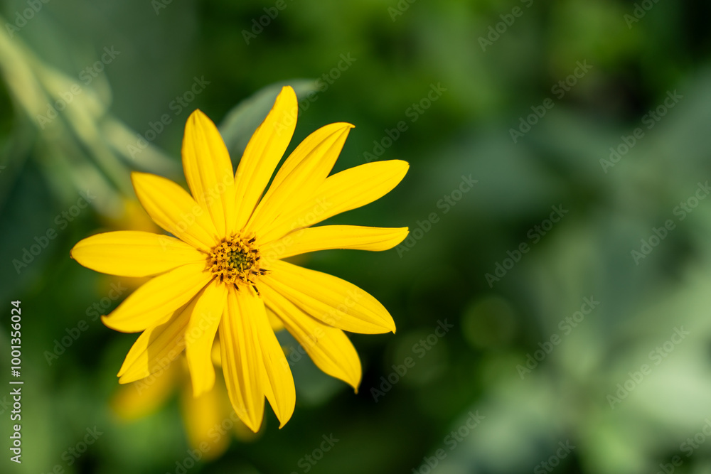 A yellow flower with a green stem. The flower is in the foreground and the background is green A yellow flower with a green stem. The flower is in the foreground and the background is green