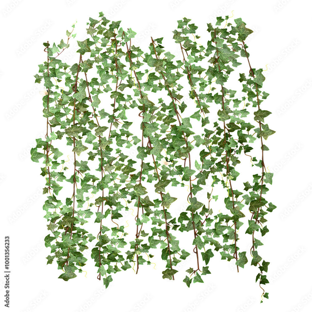 various creeper plants, isolated on transparent background. various creeper plants, isolated on transparent background.