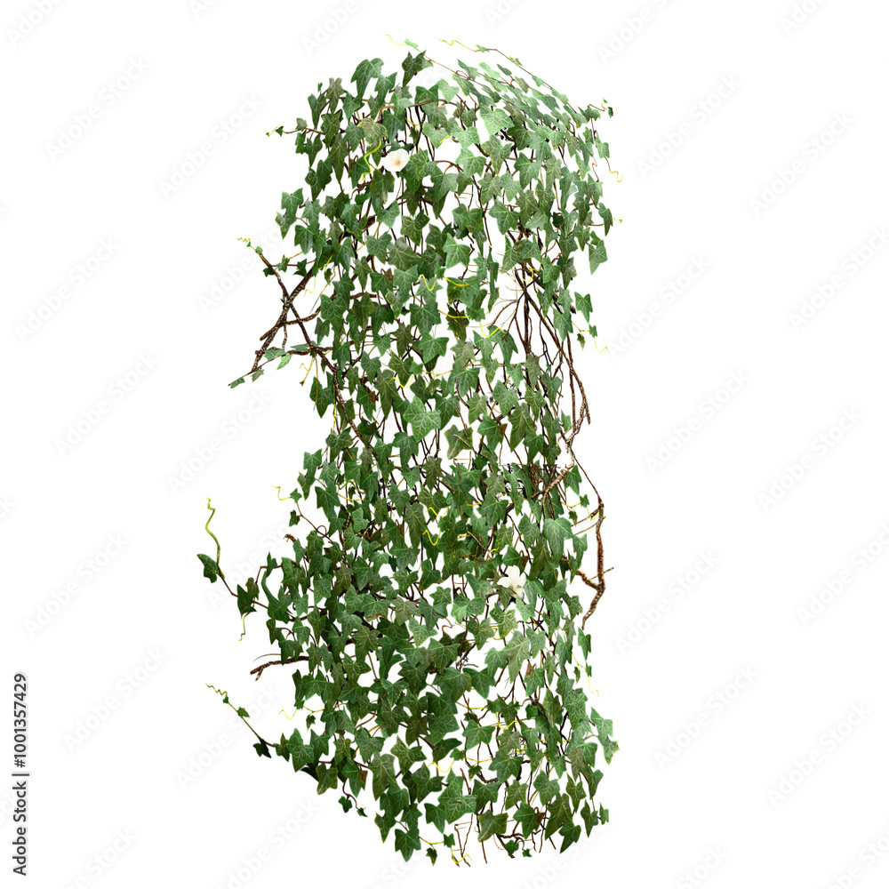 Fototapeta premium various creeper plants, isolated on transparent background.