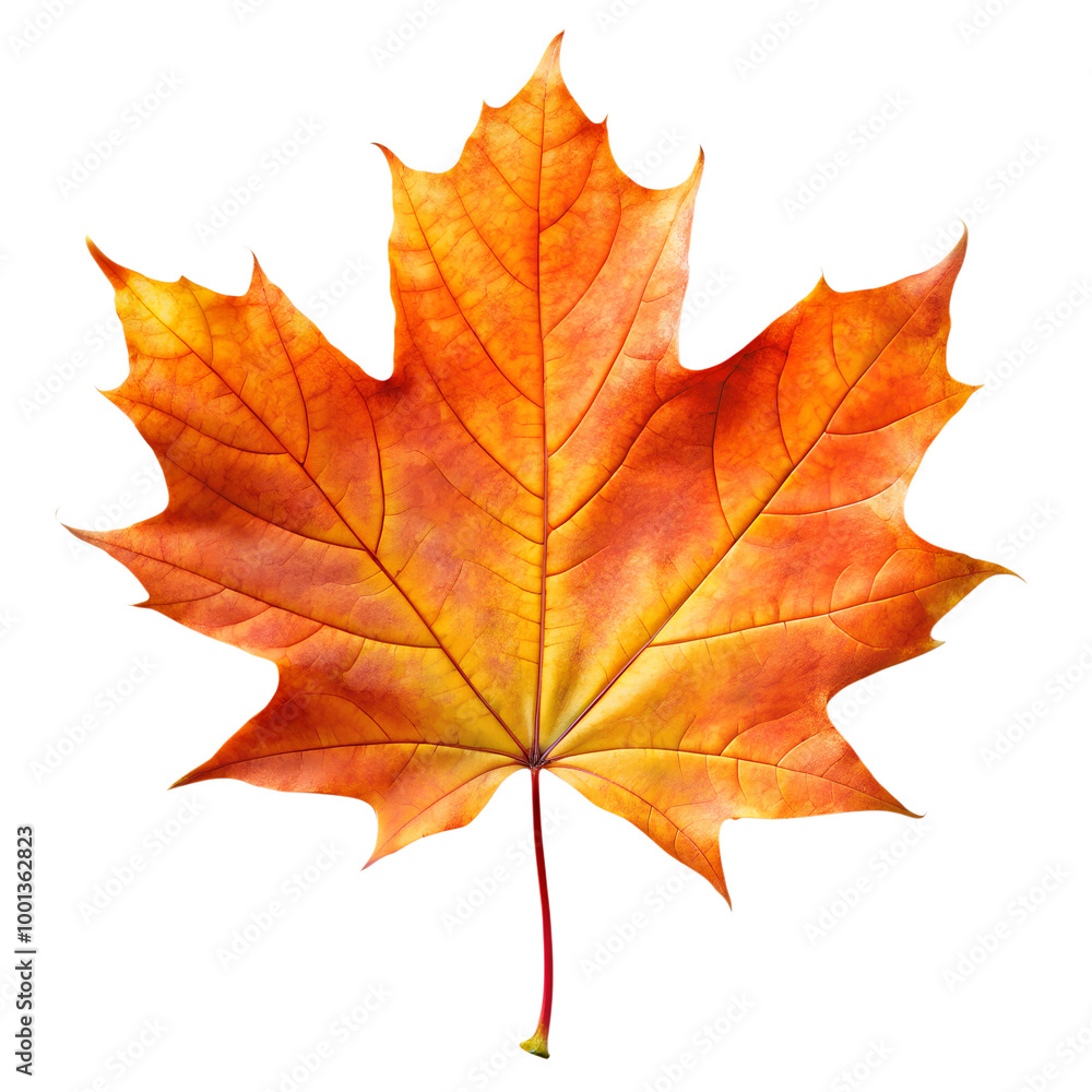 custom made wallpaper toronto digitalAutumn maple leaf isolated on background