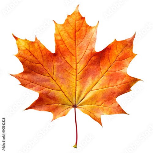 Wallpaper Mural Autumn maple leaf isolated on background Torontodigital.ca