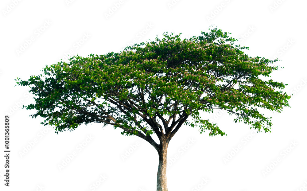 green tree isolated on white green tree isolated on white