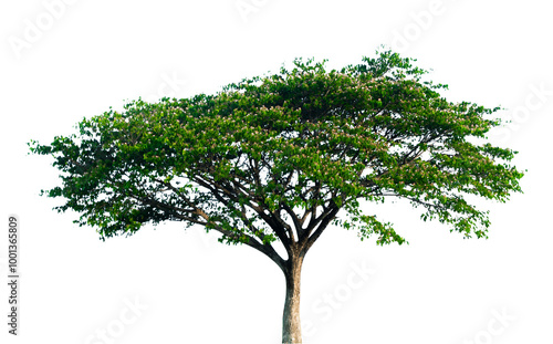 green tree isolated on white