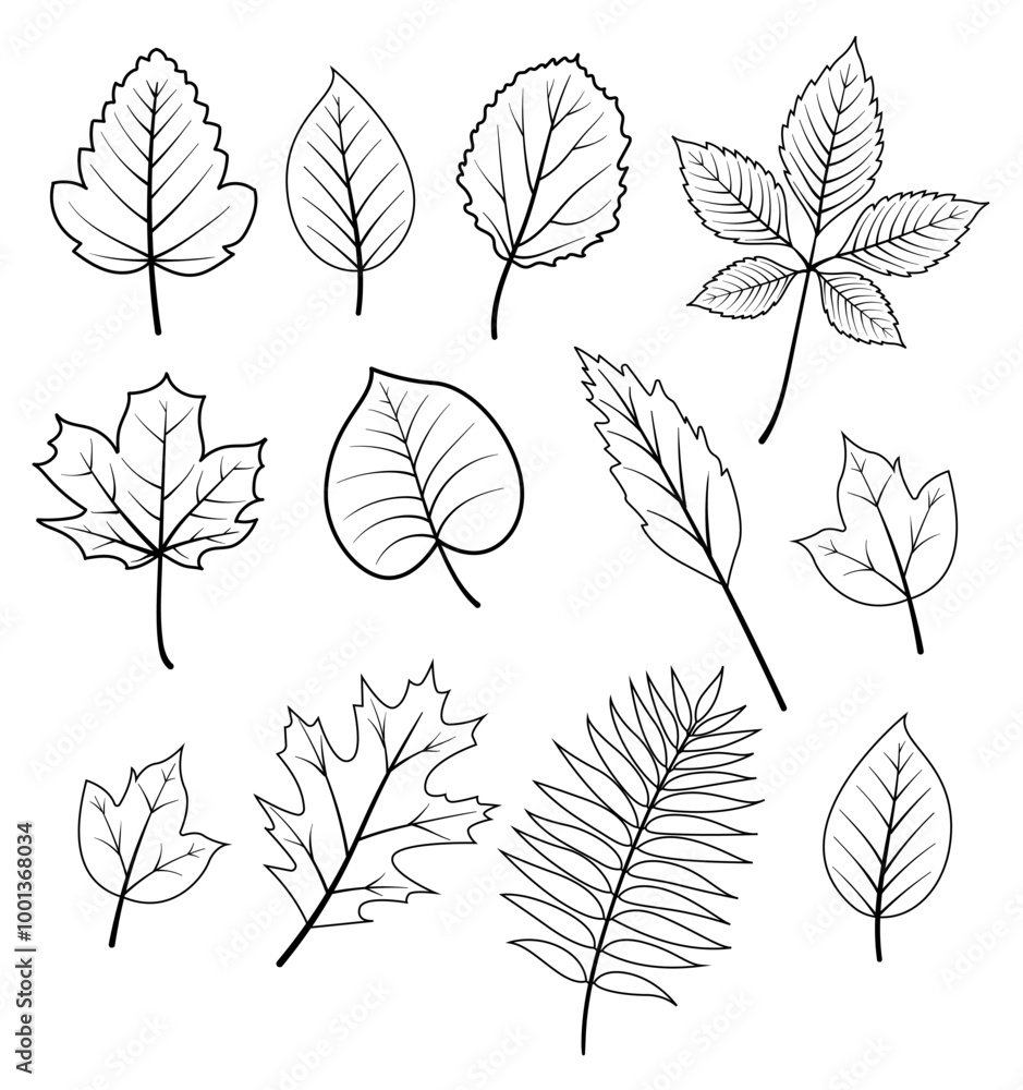 Set of fall leaves of various trees, oak, maple, chestnut. Fall leaves set with black and white outline vector style for pattern, banner, sticker, card Hello fall season Set of fall leaves of various trees, oak, maple, chestnut. Fall leaves set with black and white outline vector style for pattern, banner, sticker, card Hello fall season