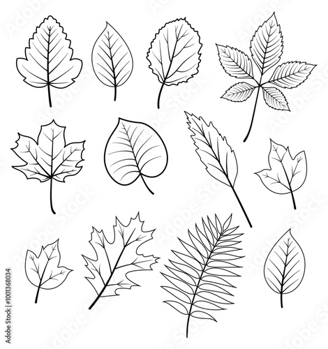 Set of fall leaves of various trees, oak, maple, chestnut. Fall leaves set with black and white outline vector style for pattern, banner, sticker, card Hello fall season