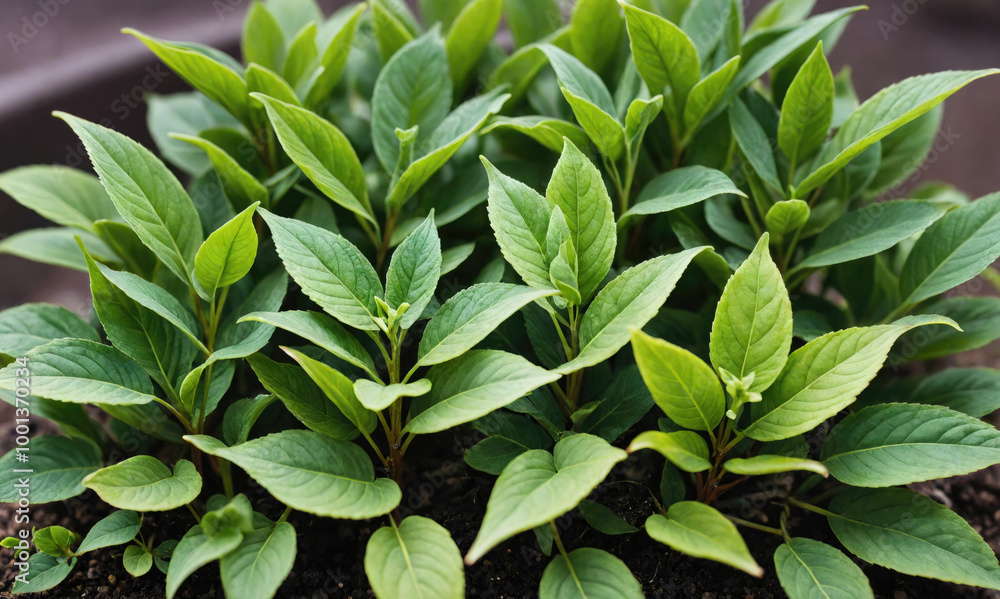Green leaves of a young plant growing in soil Green leaves of a young plant growing in soil