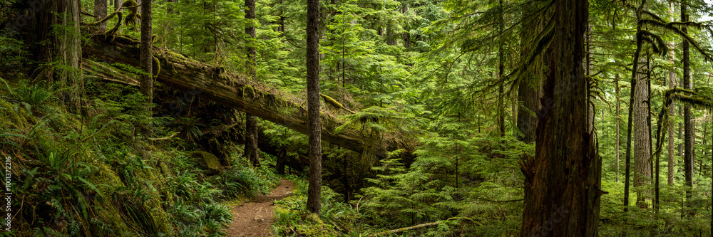 Panorama Of Fallen Nursery Tree Along Green Lake Trail In Mount Rainier Panorama Of Fallen Nursery Tree Along Green Lake Trail In Mount Rainier