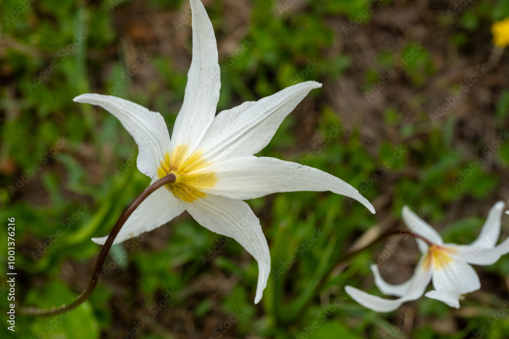 Pointed Petals of Avalanche Lily Wildflower Pointed Petals of Avalanche Lily Wildflower