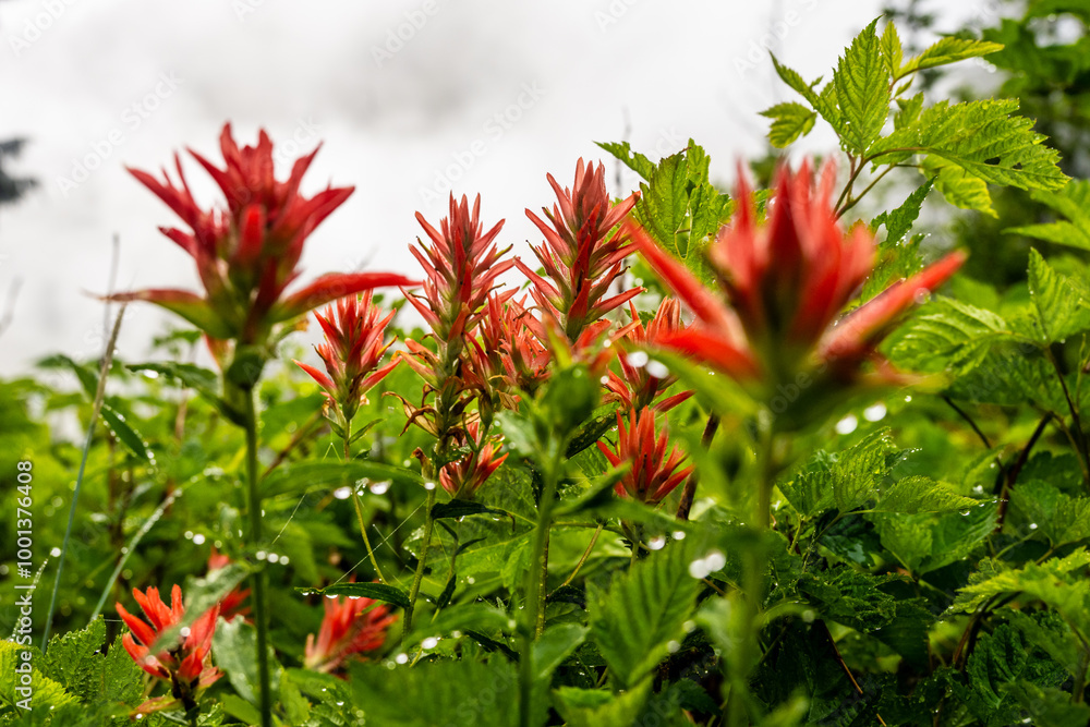 Raindrops Clings to Red Paintbrush After Storm Raindrops Clings to Red Paintbrush After Storm