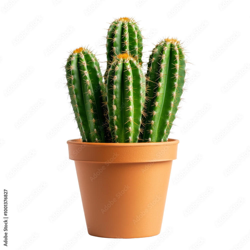 A cactus plant is in a pot. on transparent background png A cactus plant is in a pot. on transparent background png