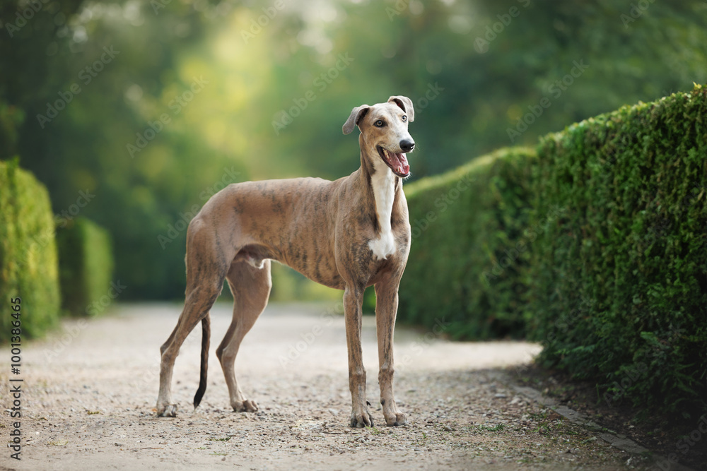 cute and happy young greyhound dog standing in the park cute and happy young greyhound dog standing in the park
