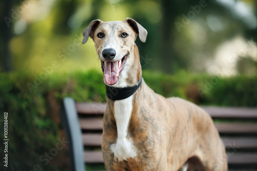 Fototapeta cute greyhound dog portrait in the park in summer