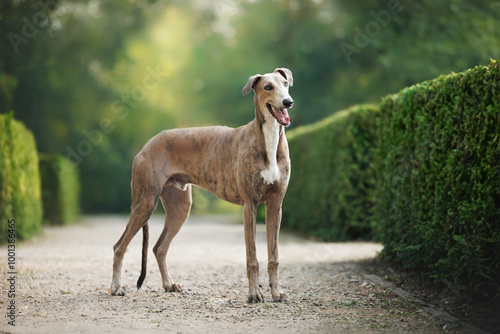 Obraz na płótnie cute and happy young greyhound dog standing in the park