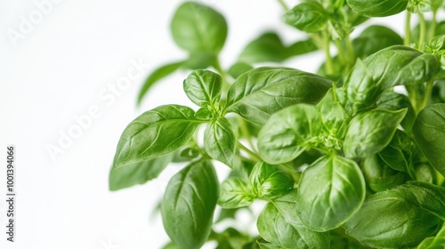 Detailed basil plant with green leaves against a white backdrop, showcasing the natural beauty and freshness of the foliage