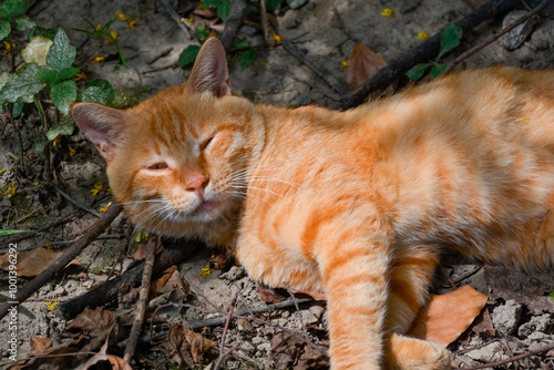 An orange cat lying in the bushes