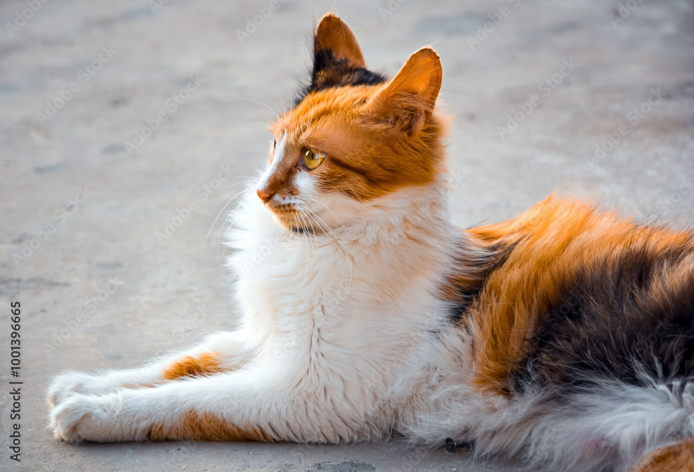 A small three felinae cat sitting on the ground A small three felinae cat sitting on the ground