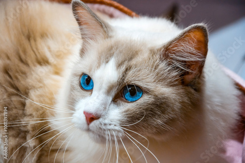 A close-up of a Ragdoll cat with beautiful blue eyes