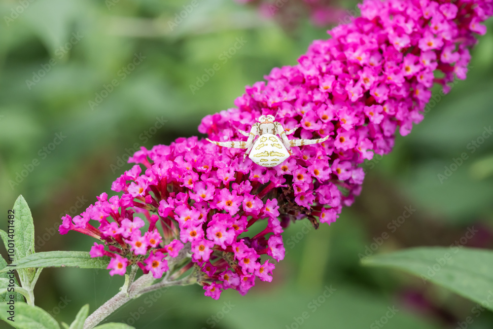 Fototapeta premium A Crab Spider (Thomisus okinawensis) on the Butterfly Bush flowers.