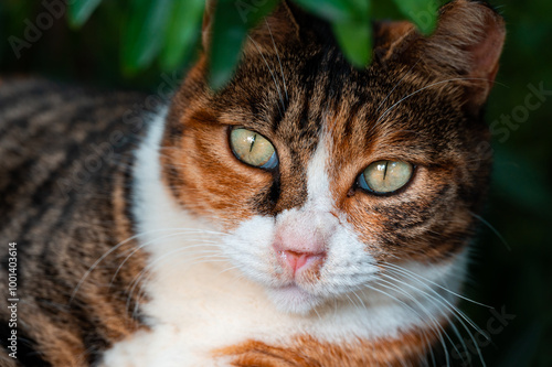 Close-up of a  three felinae cat in the park photo