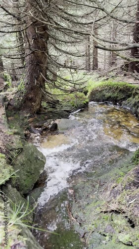 Stream in the forest