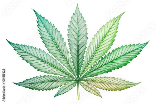 Delicate, hand-drawn illustration of a cannabis leaf in various green hues, featuring intricate veins and serrated edges, set against a clean white background. photo