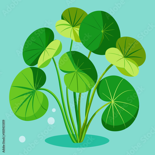 Download Water Pennywort Plant Vector Art Illustration Eps File For Design.