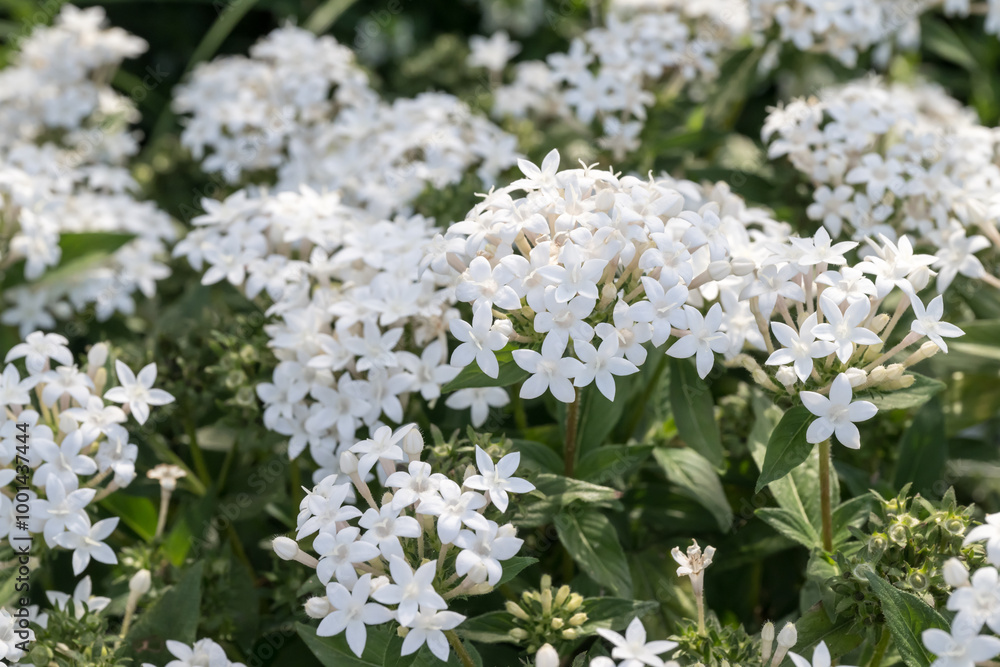 Beautiful Star Cluster (pentas lanceolata) flowers. Beautiful Star Cluster (pentas lanceolata) flowers.