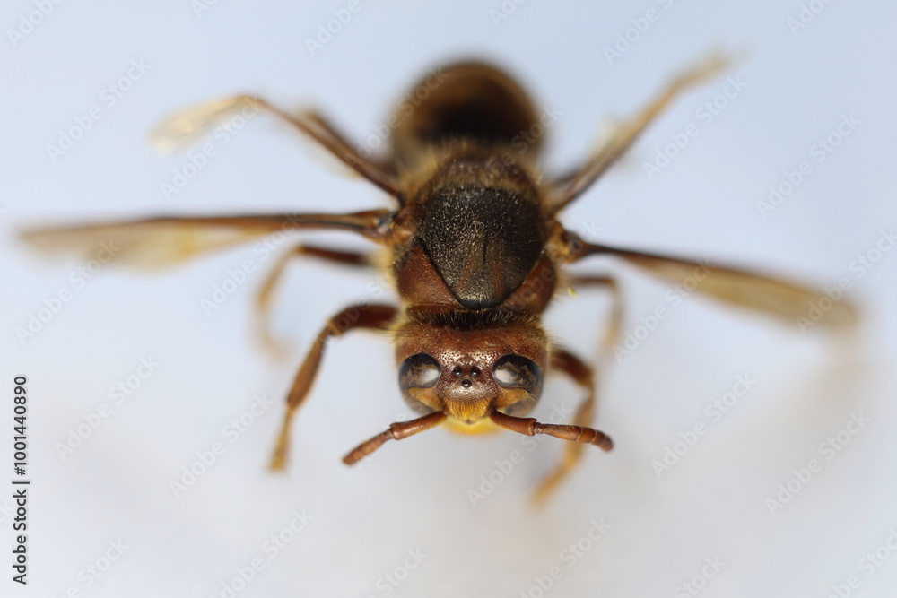 Fototapeta premium The Asian hornet, also known as the yellow-legged hornet or Asian predatory wasp on a white background