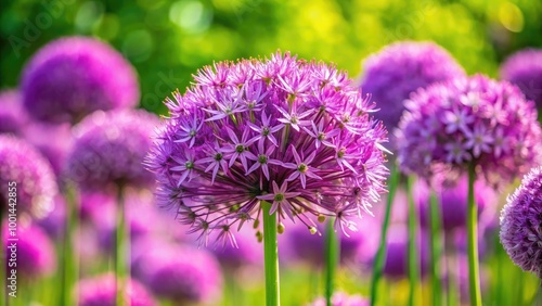 Closeup of Giant Purple Allium Flower Showcasing Intricate Tiny Flowers on Hollow Stems in Spring