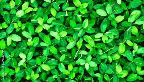 Tropical Illustration of Monstera Deliciosa Leaf in Vibrant Green Hues