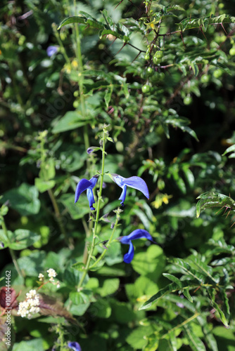 Sunlit Gentian Sage blooms, Powys Wales 